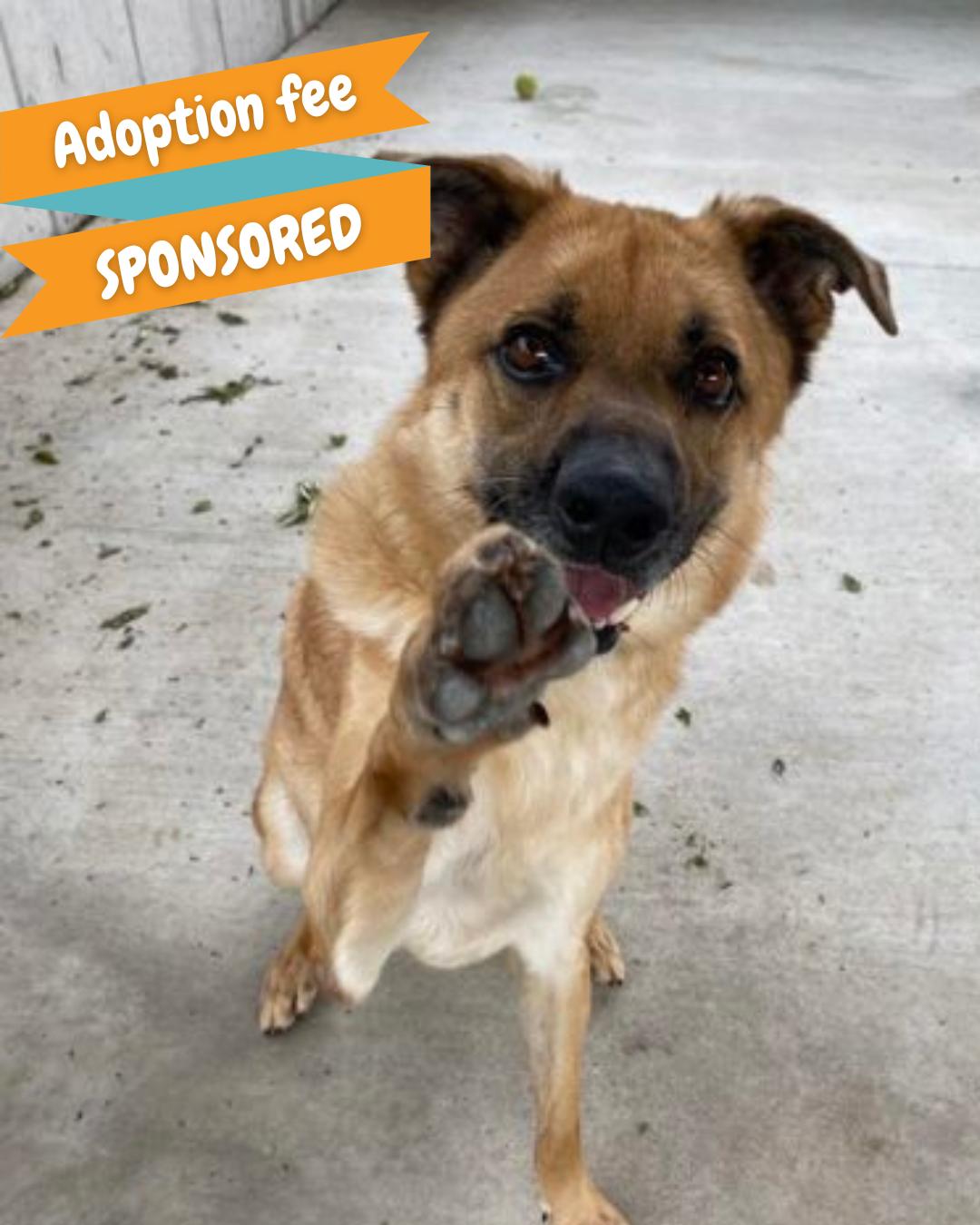 Buttons, a Adoptable mixed breed image 2/6