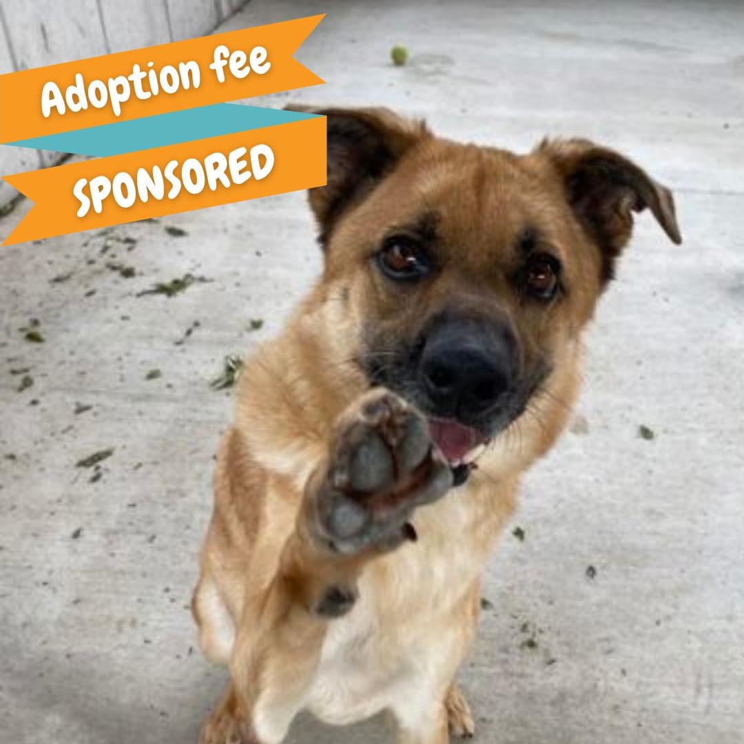 Enlarge Buttons, a Adoptable mixed breed in Springfield, MO image 1/5