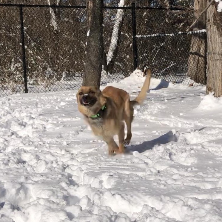 Buttons, a Adoptable mixed breed image 6/6