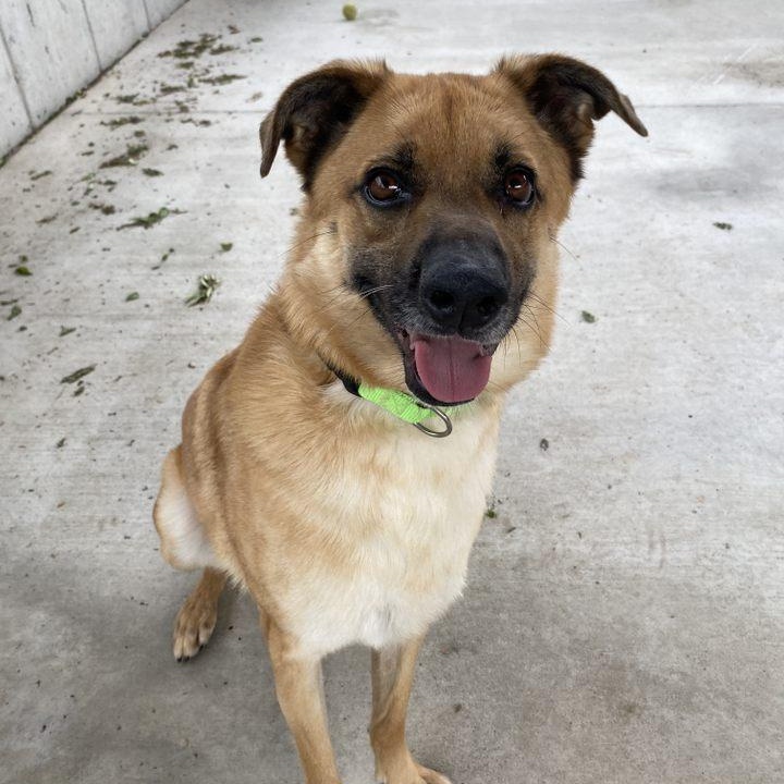 Buttons, a Adoptable mixed breed image 3/6