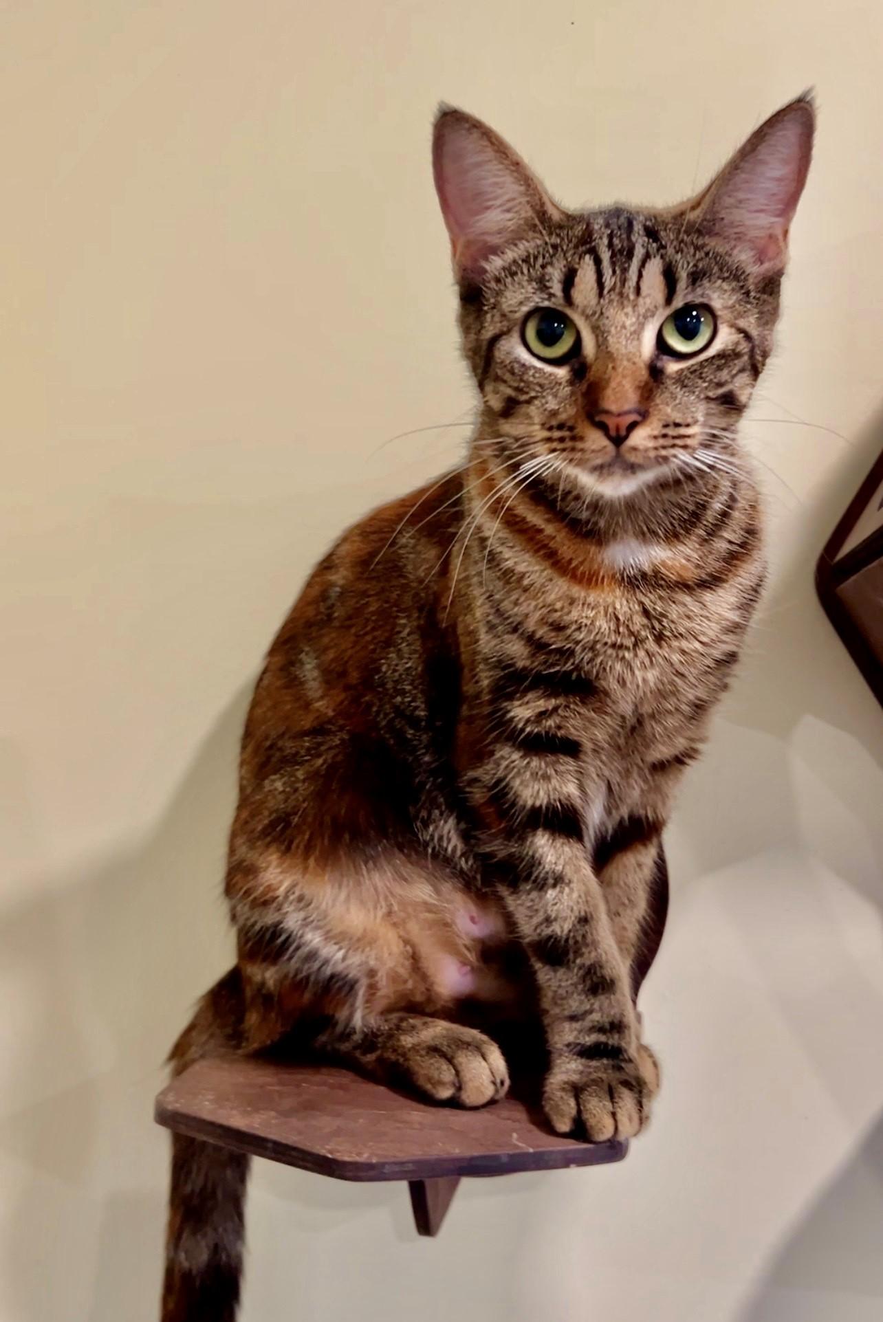 Enlarge Callie, a Adoptable Domestic Short Hair in Nashville, TN image 2/5