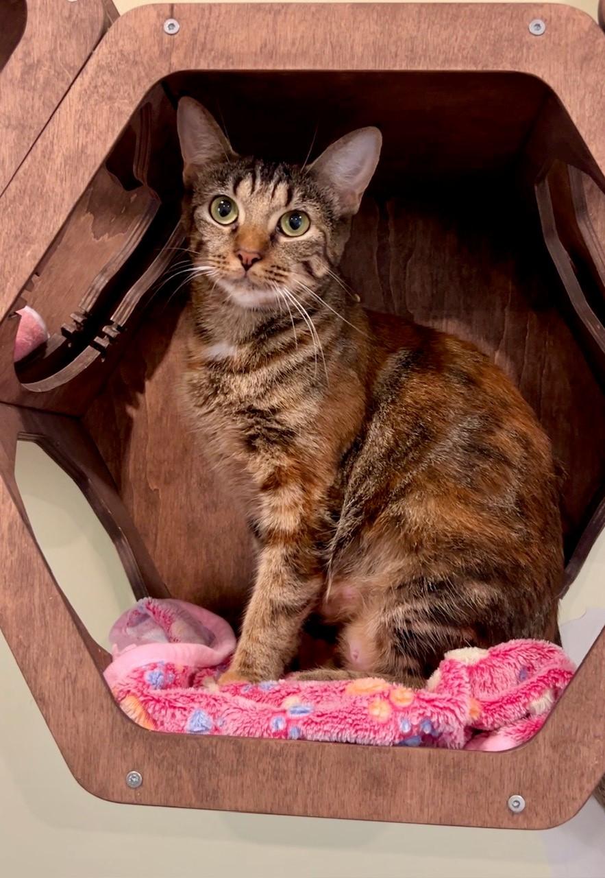 Enlarge Callie, a Adoptable Domestic Short Hair in Nashville, TN image 5/5