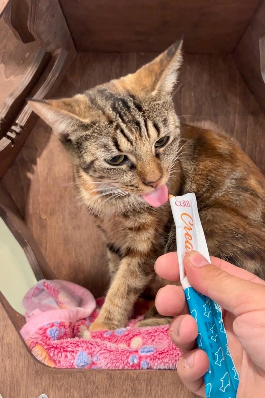 Enlarge Callie, a Adoptable Domestic Short Hair in Nashville, TN image 3/5