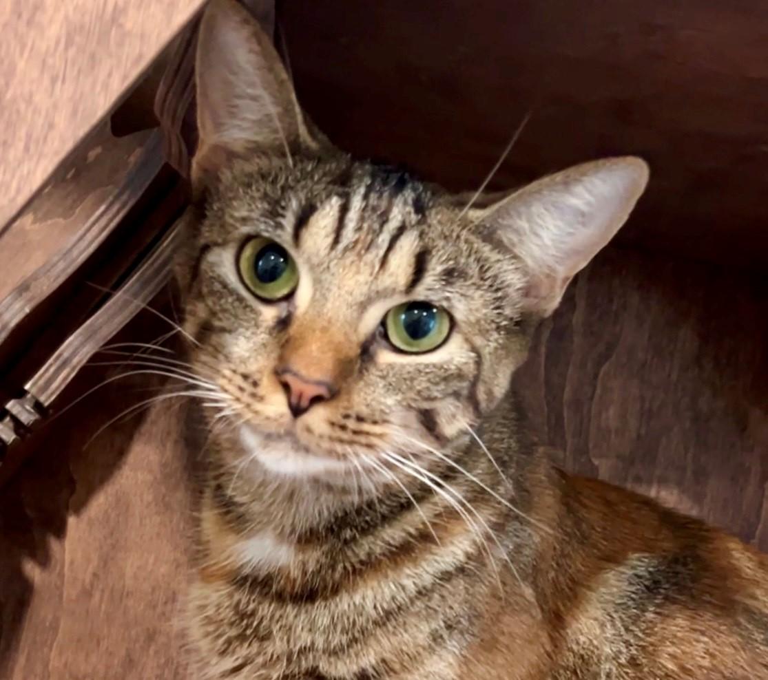 Enlarge Callie, a Adoptable Domestic Short Hair in Nashville, TN image 4/5