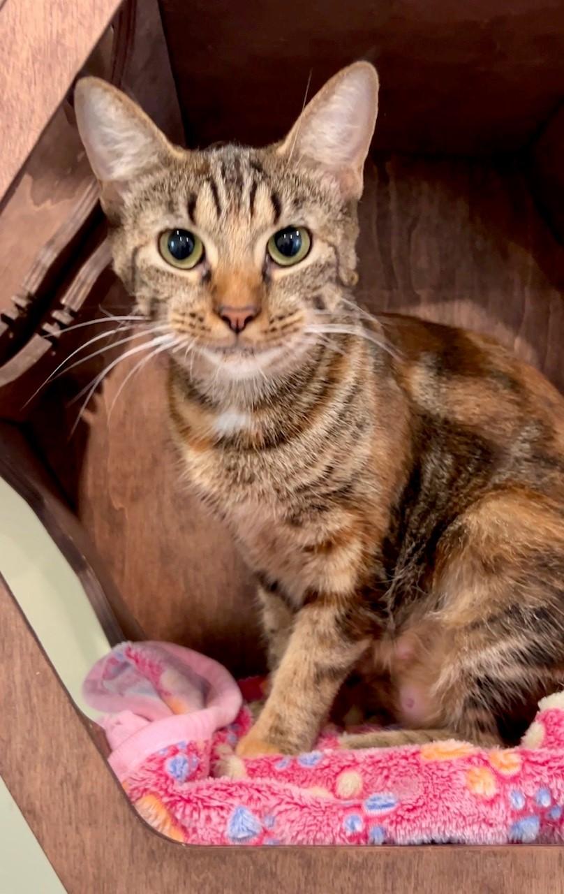 Callie, Adoptable, Adult Female Domestic Short Hair.