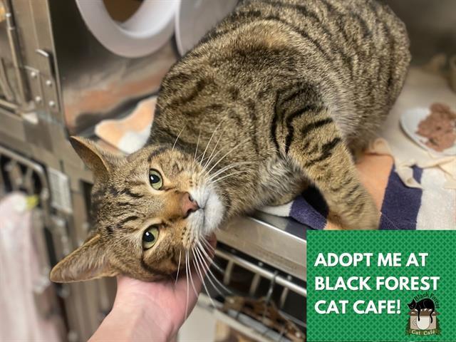 Enlarge TIGGER, a Adoptable Domestic Short Hair in Fort Wayne, IN image 1/1