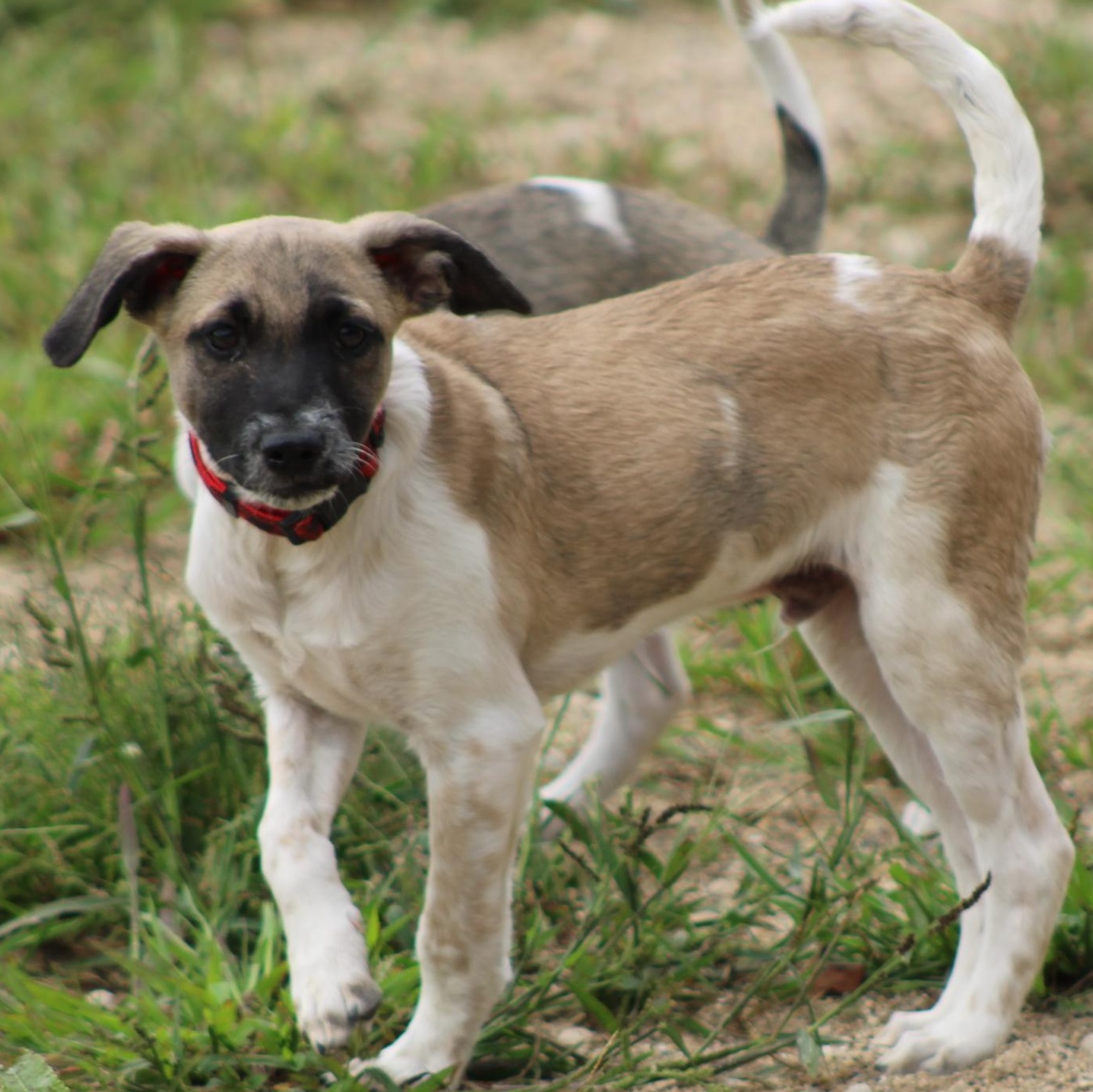 Enlarge Pablo, a Adoptable mixed breed in Waukesha , WI image 3/3