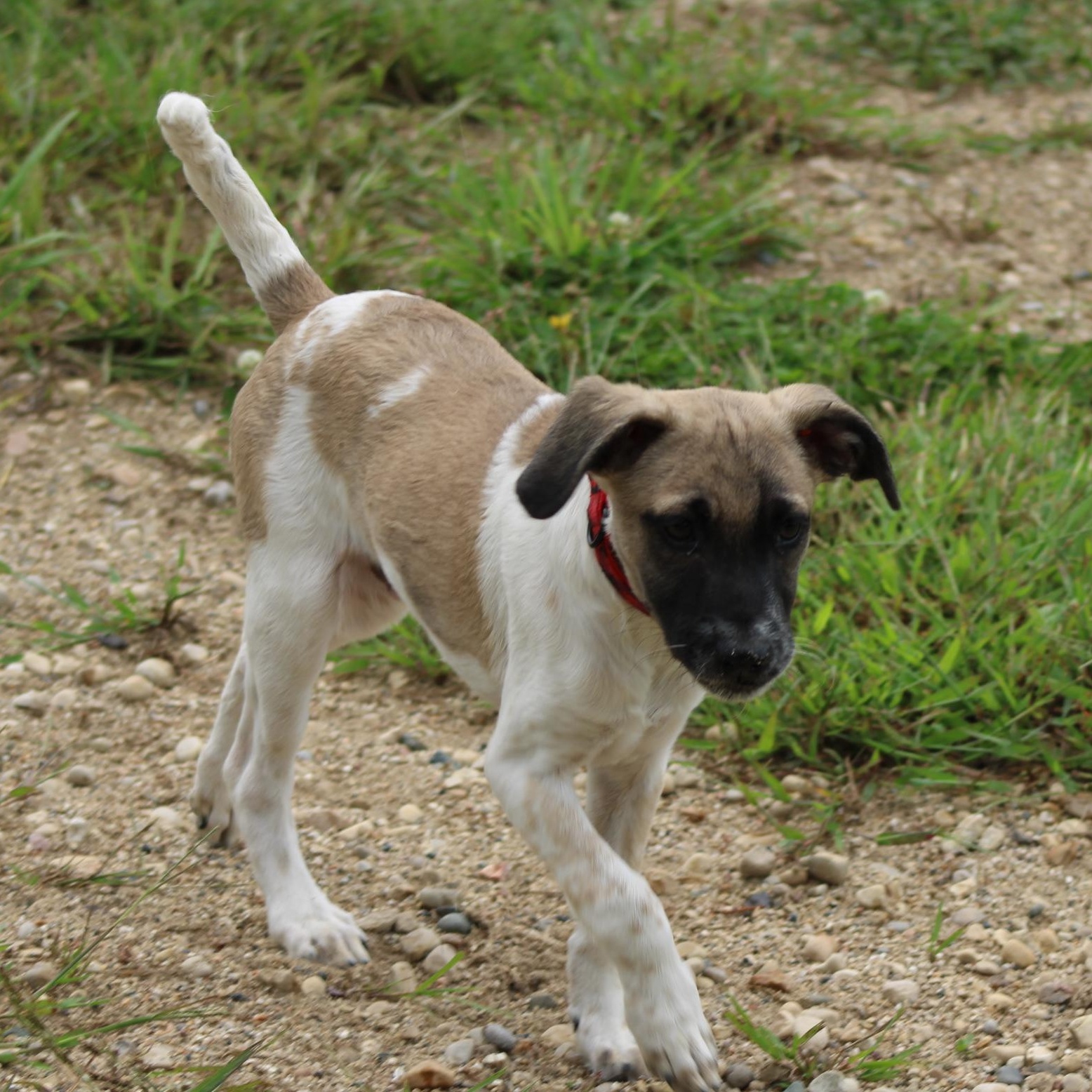 Enlarge Pablo, a Adoptable mixed breed in Waukesha , WI image 2/3