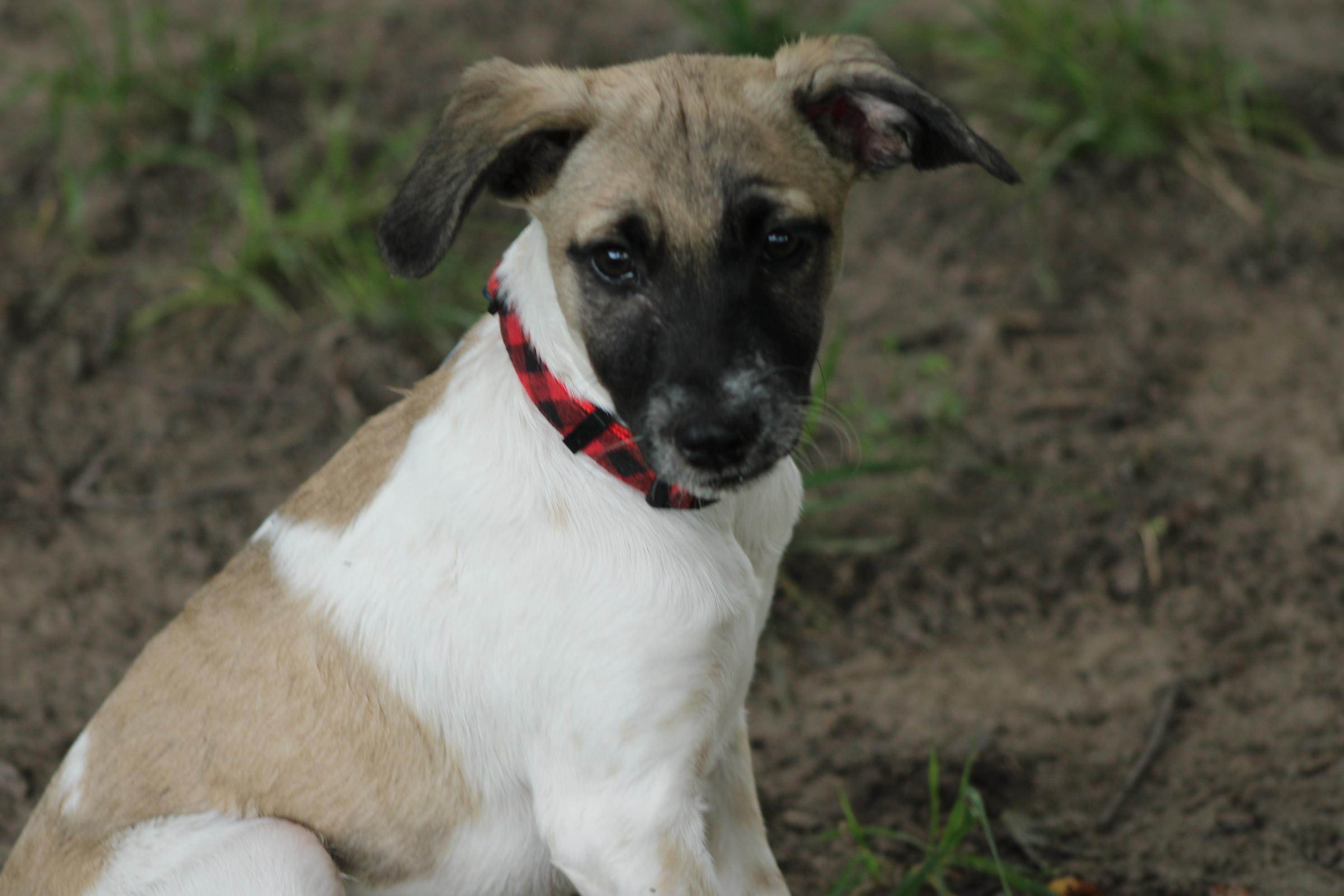 Pablo, Adoptable, Puppy Male Black Mouth Cur.