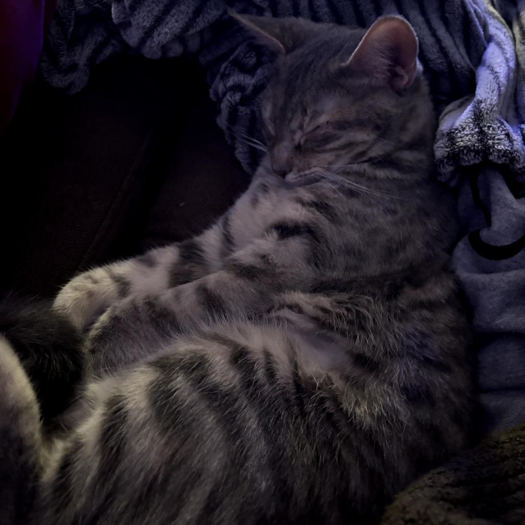 Juniper, a Adoptable Domestic Short Hair in Victoria, BC image 1/3