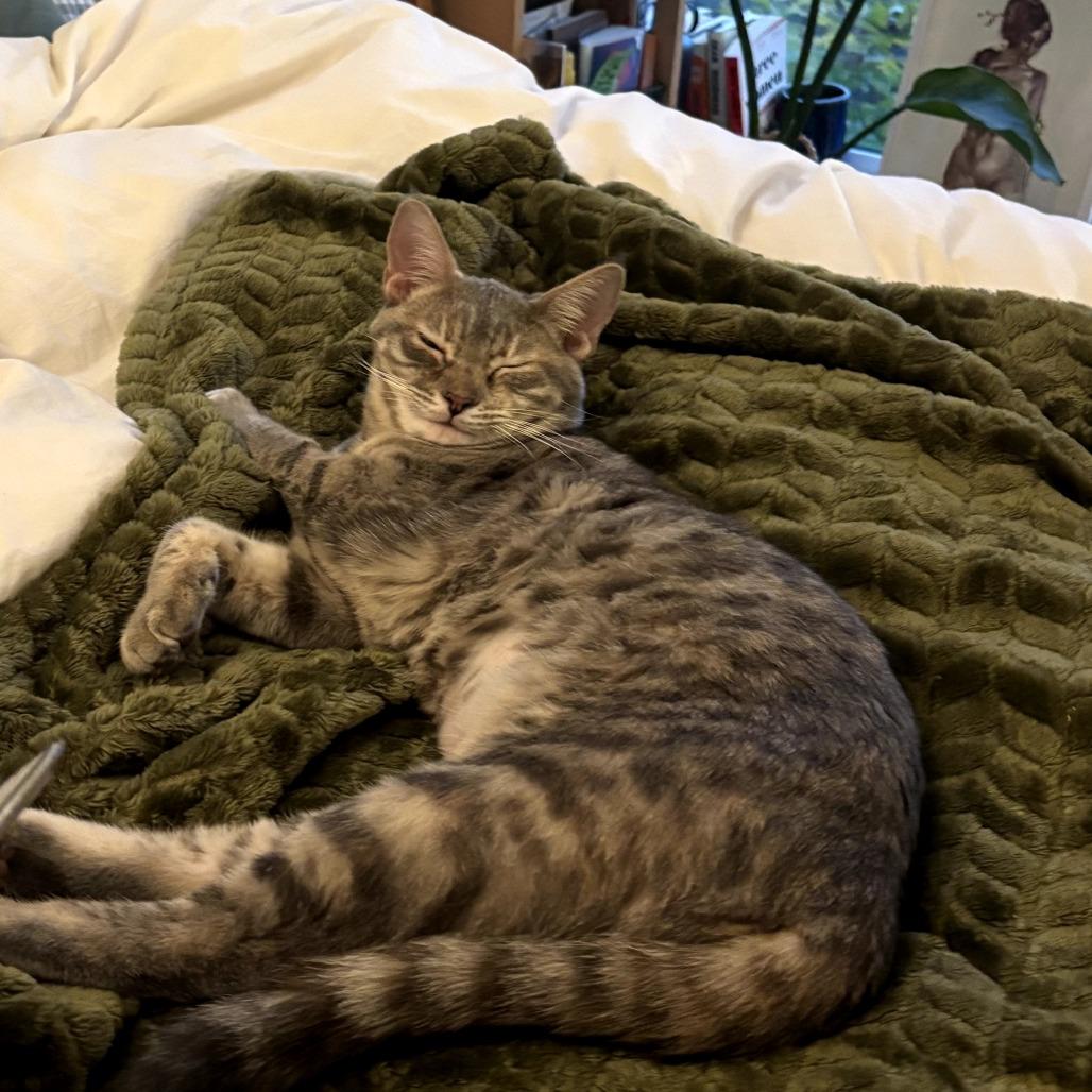 Juniper, a Adoptable Domestic Short Hair in Victoria, BC image 2/3