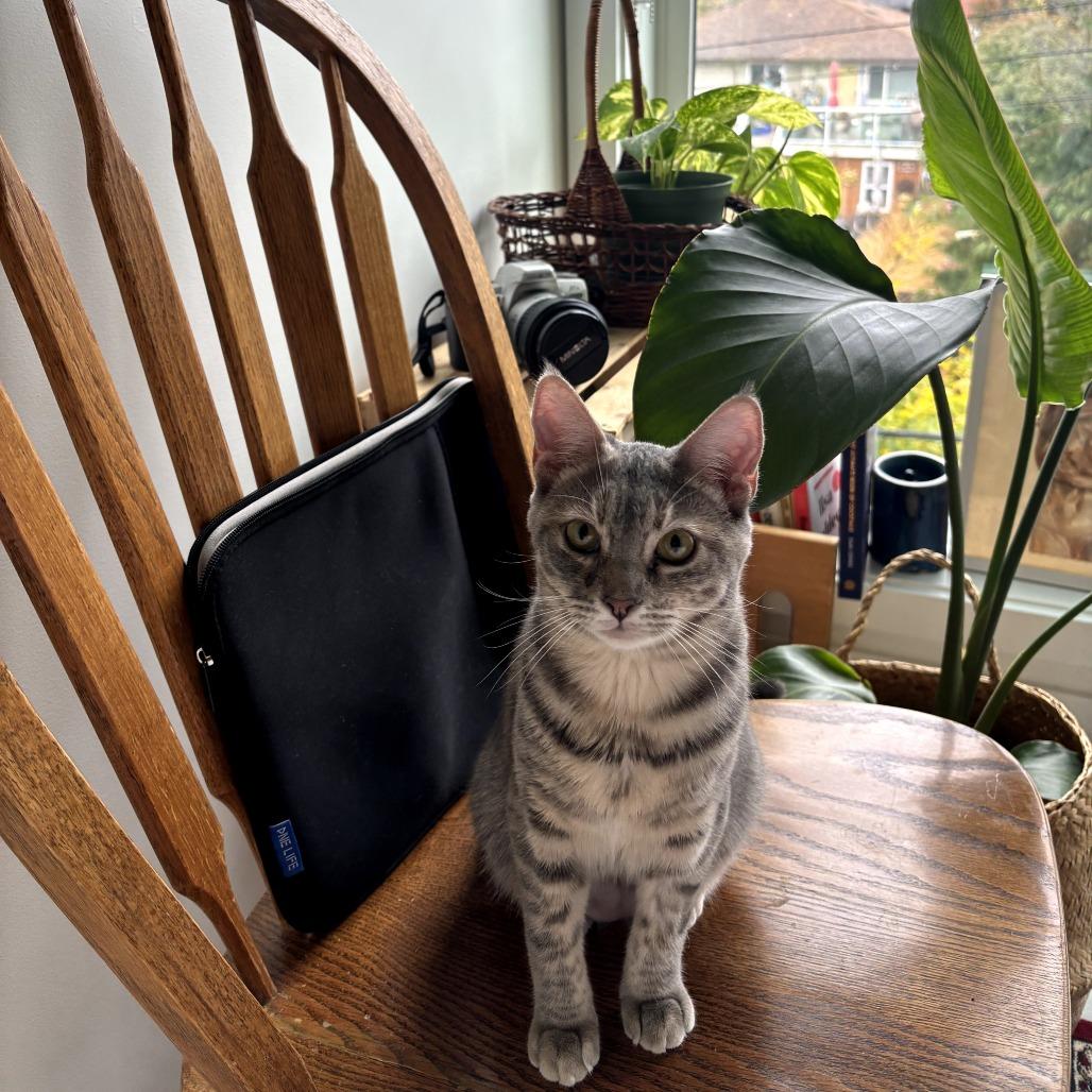 Juniper, a Adoptable Domestic Short Hair in Victoria, BC image 3/3