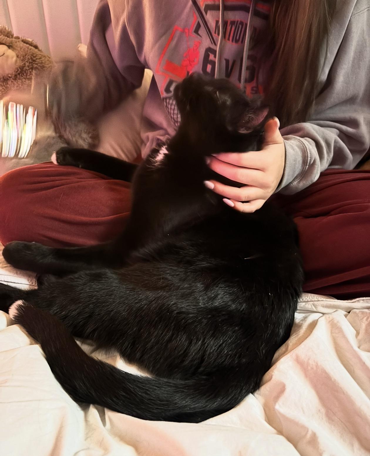 Enlarge Ronin, a Adoptable mixed breed in Troy, MI image 1/6