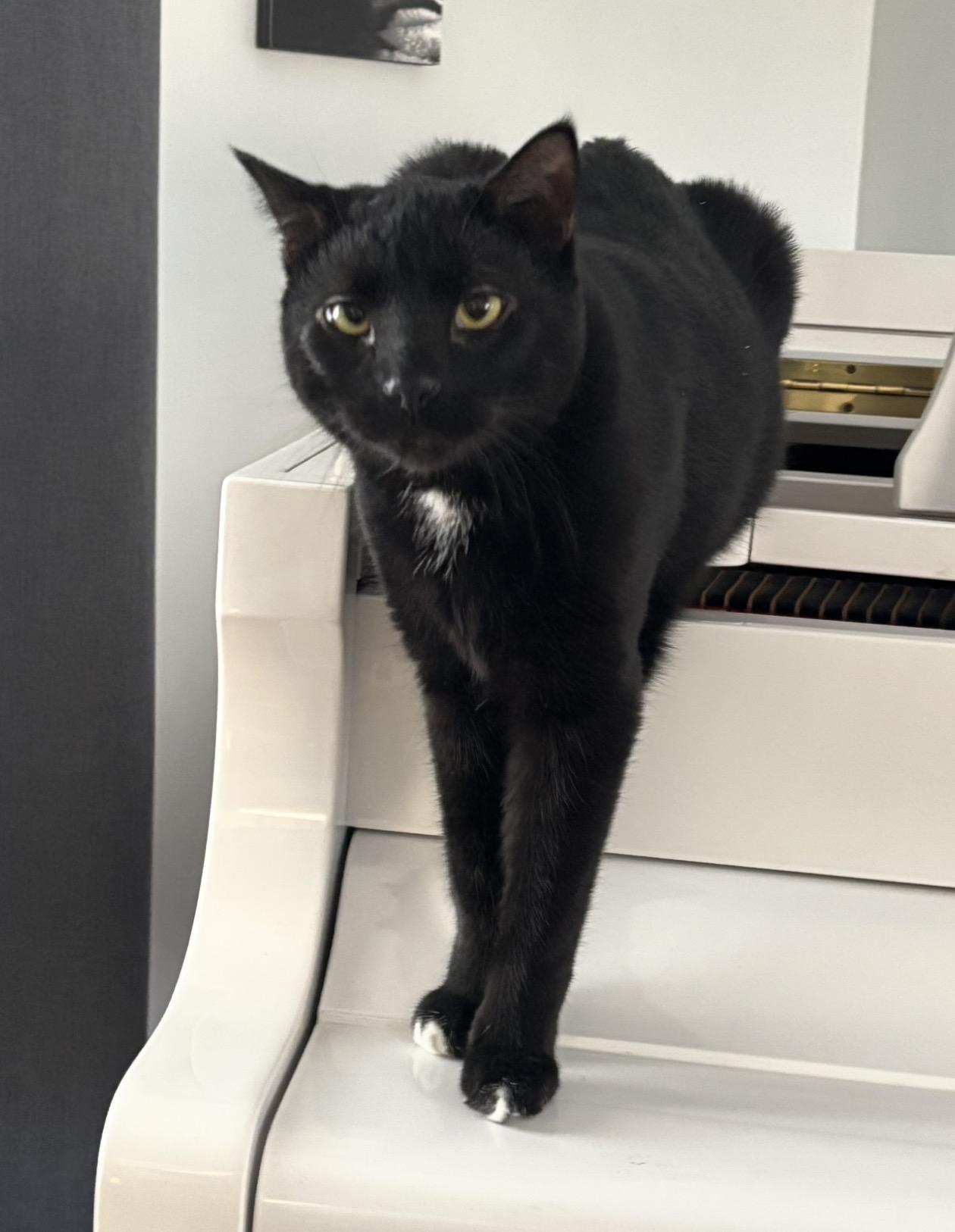 Ronin, Adoptable, Adult Male Domestic Short Hair & Siamese.