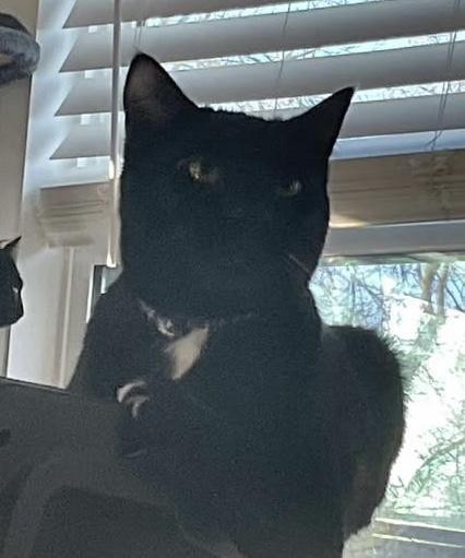 Enlarge Ronin, a Adoptable mixed breed in Troy, MI image 4/6