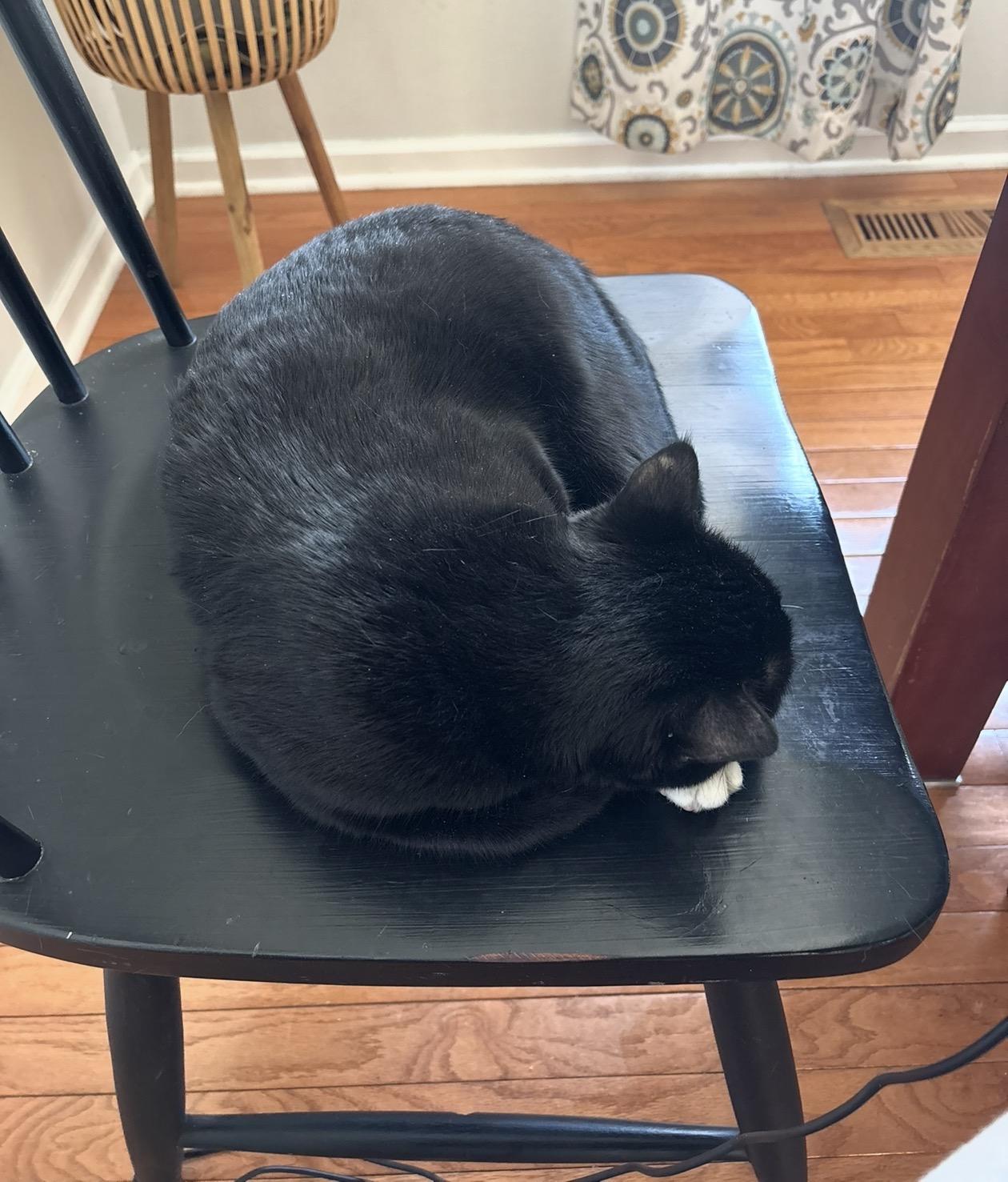 Enlarge Ronin, a Adoptable mixed breed in Troy, MI image 6/6