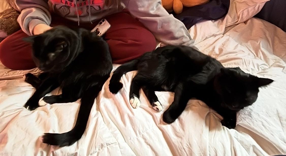 Enlarge Ronin, a Adoptable mixed breed in Troy, MI image 3/6