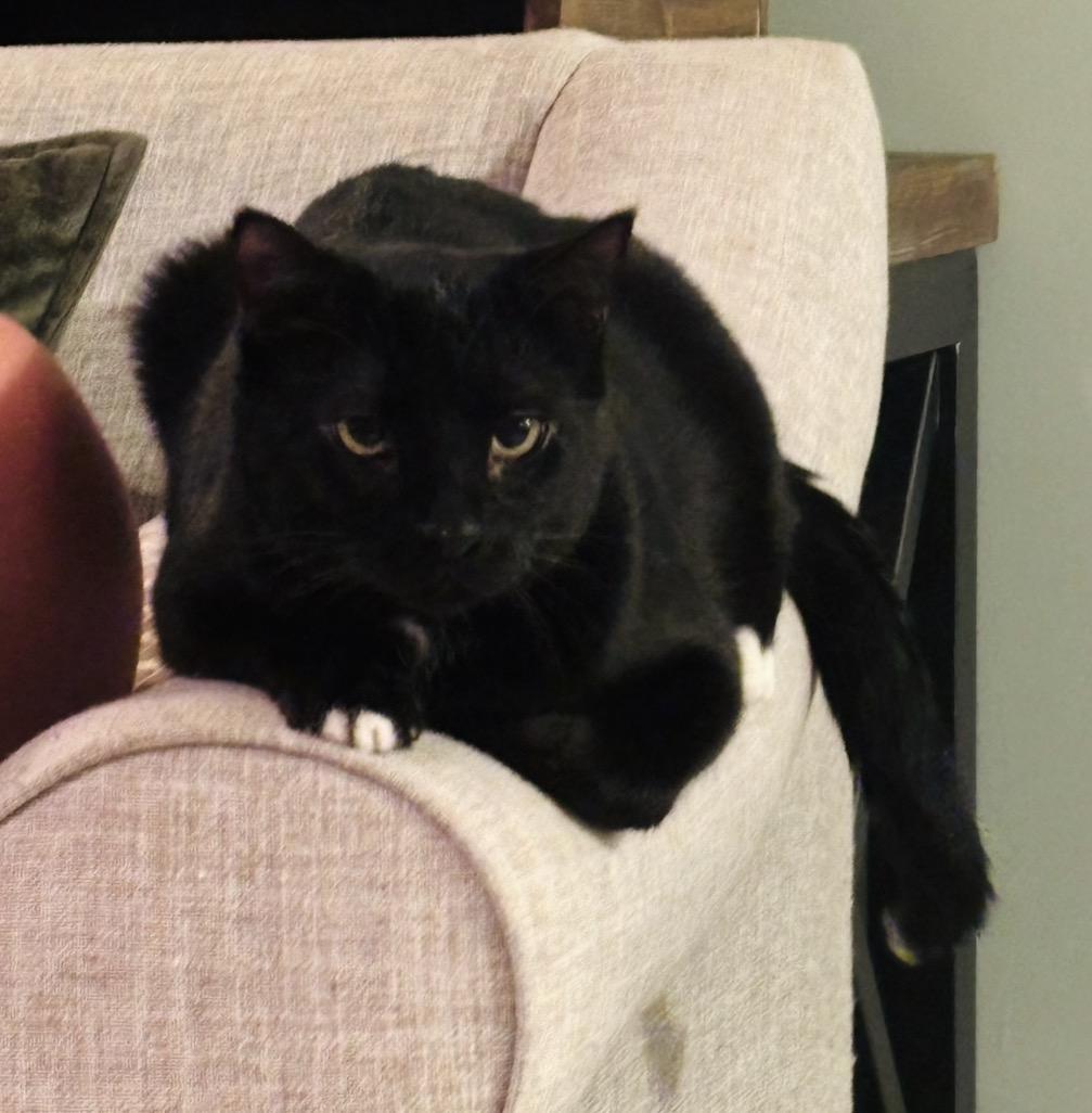 Enlarge Ronin, a Adoptable mixed breed in Troy, MI image 5/6