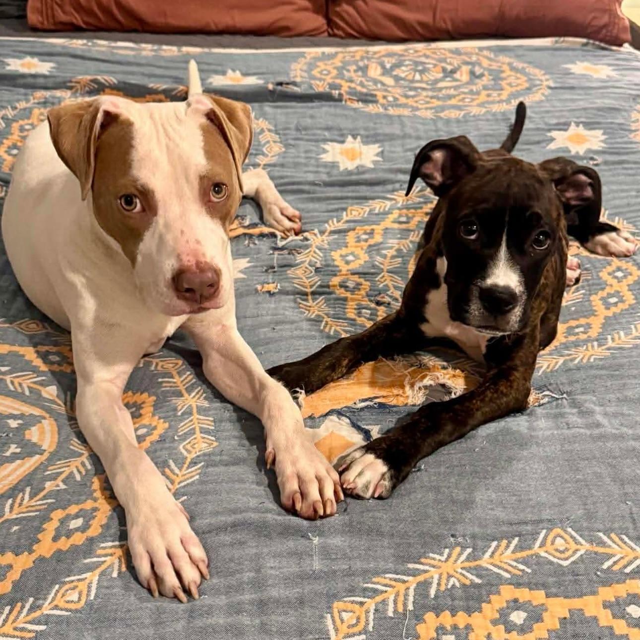 Enlarge Jack, a ADOPTABLE mixed breed in Salem, NH image 6/6