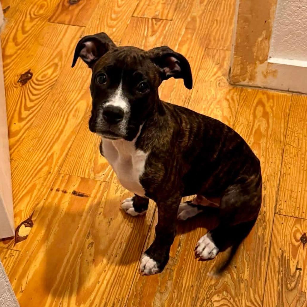 Enlarge Jack, a ADOPTABLE mixed breed in Salem, NH image 5/6