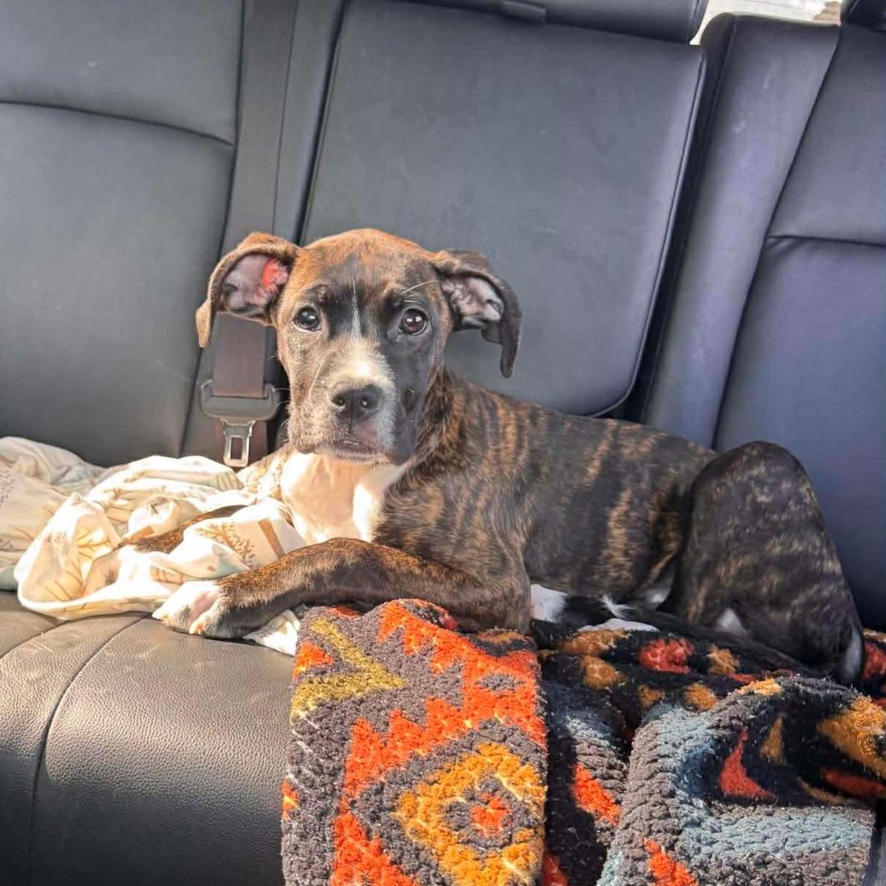 Jack, ADOPTABLE, Puppy Male American Staffordshire Terrier & Boxer.
