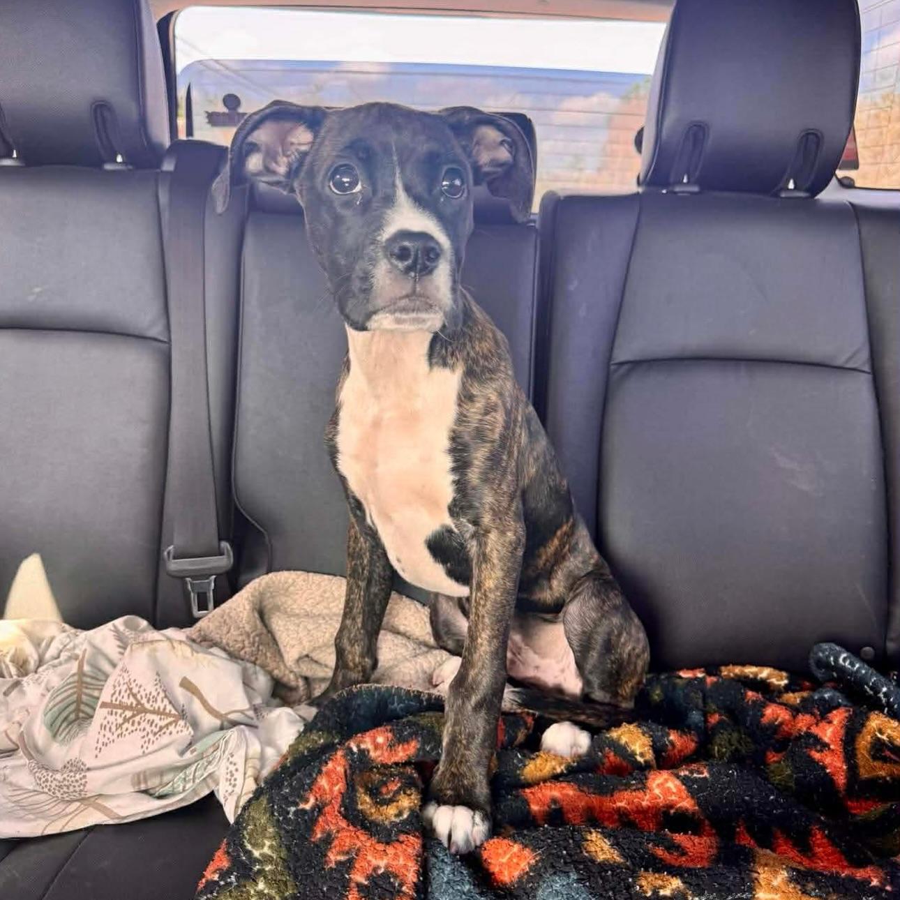 Enlarge Jack, a ADOPTABLE mixed breed in Salem, NH image 4/6