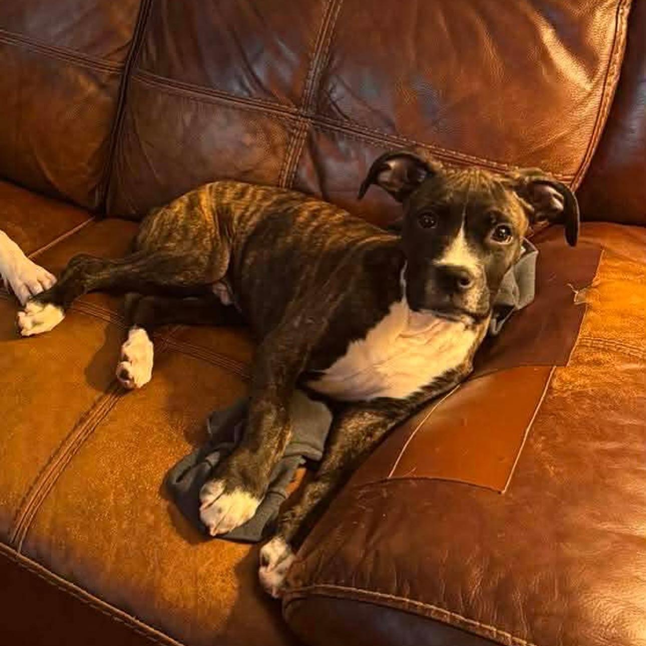 Enlarge Jack, a ADOPTABLE mixed breed in Salem, NH image 2/6