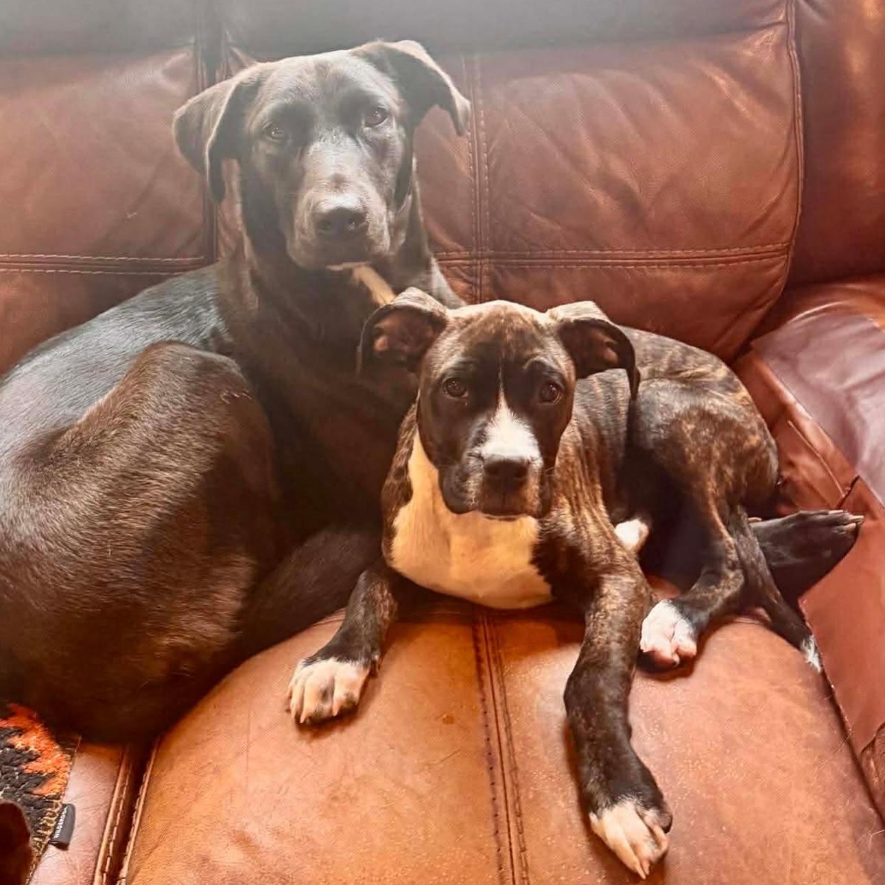 Enlarge Jack, a ADOPTABLE mixed breed in Salem, NH image 3/6