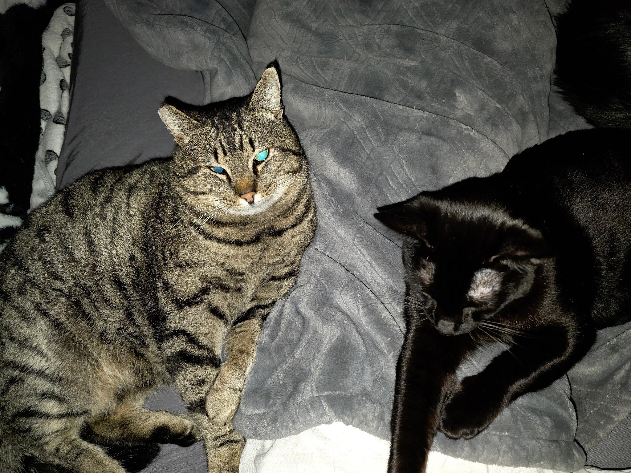 Enlarge Mokey, a Adoptable Domestic Short Hair in Brentwood, CA image 2/4