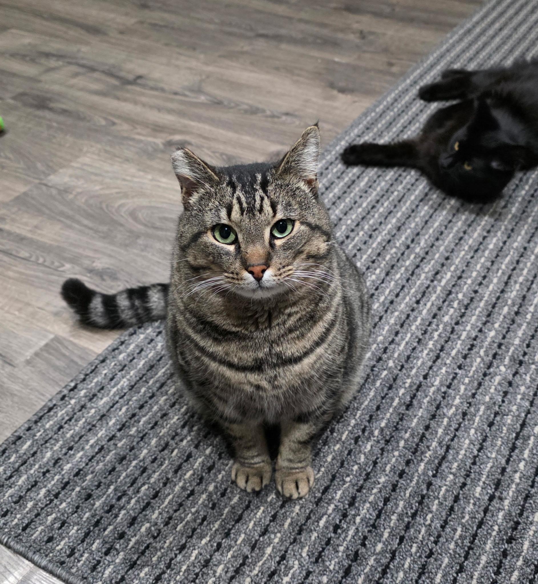 Mokey, Adoptable, Adult Male Domestic Short Hair.