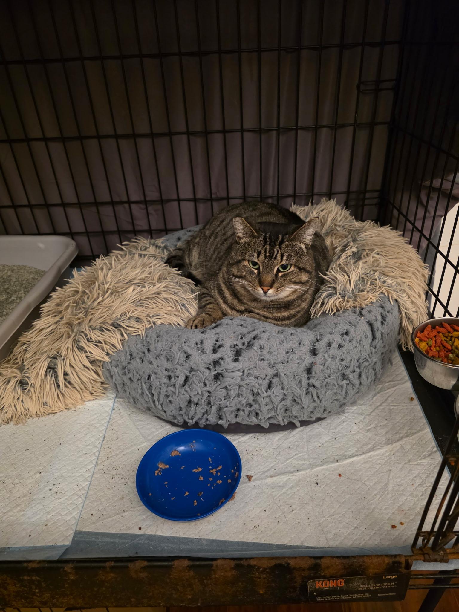 Enlarge Mokey, a Adoptable Domestic Short Hair in Brentwood, CA image 4/4