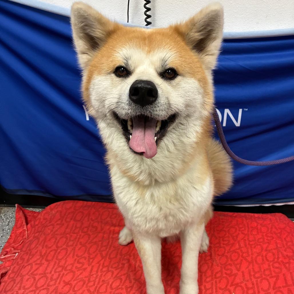 Stray tan/wht Akita - 2050 Magic Way