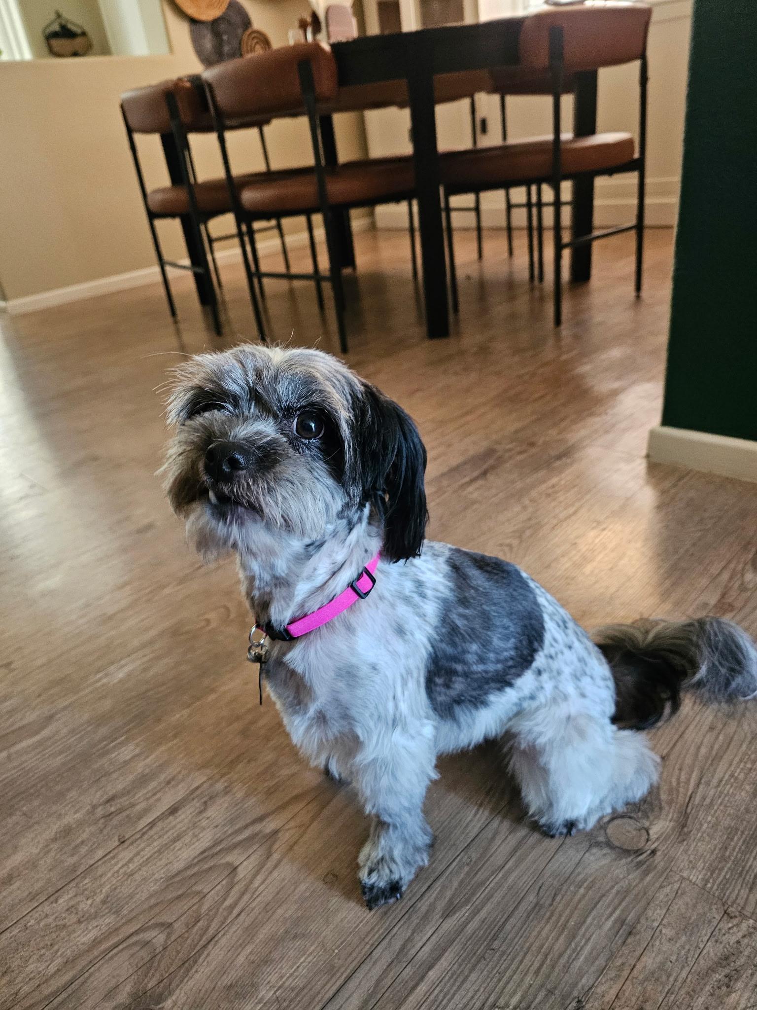 Willow - Shitzu MIX  needs forever home