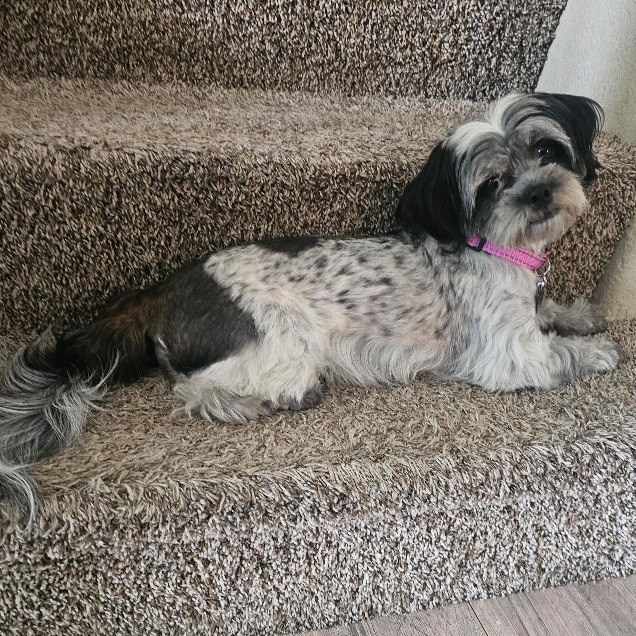 Willow - Shitzu MIX  needs forever home