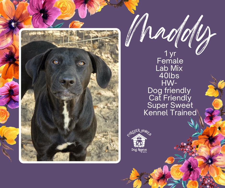 Enlarge Maddy, an adopted mixed breed in Aulac, NB image 1/1