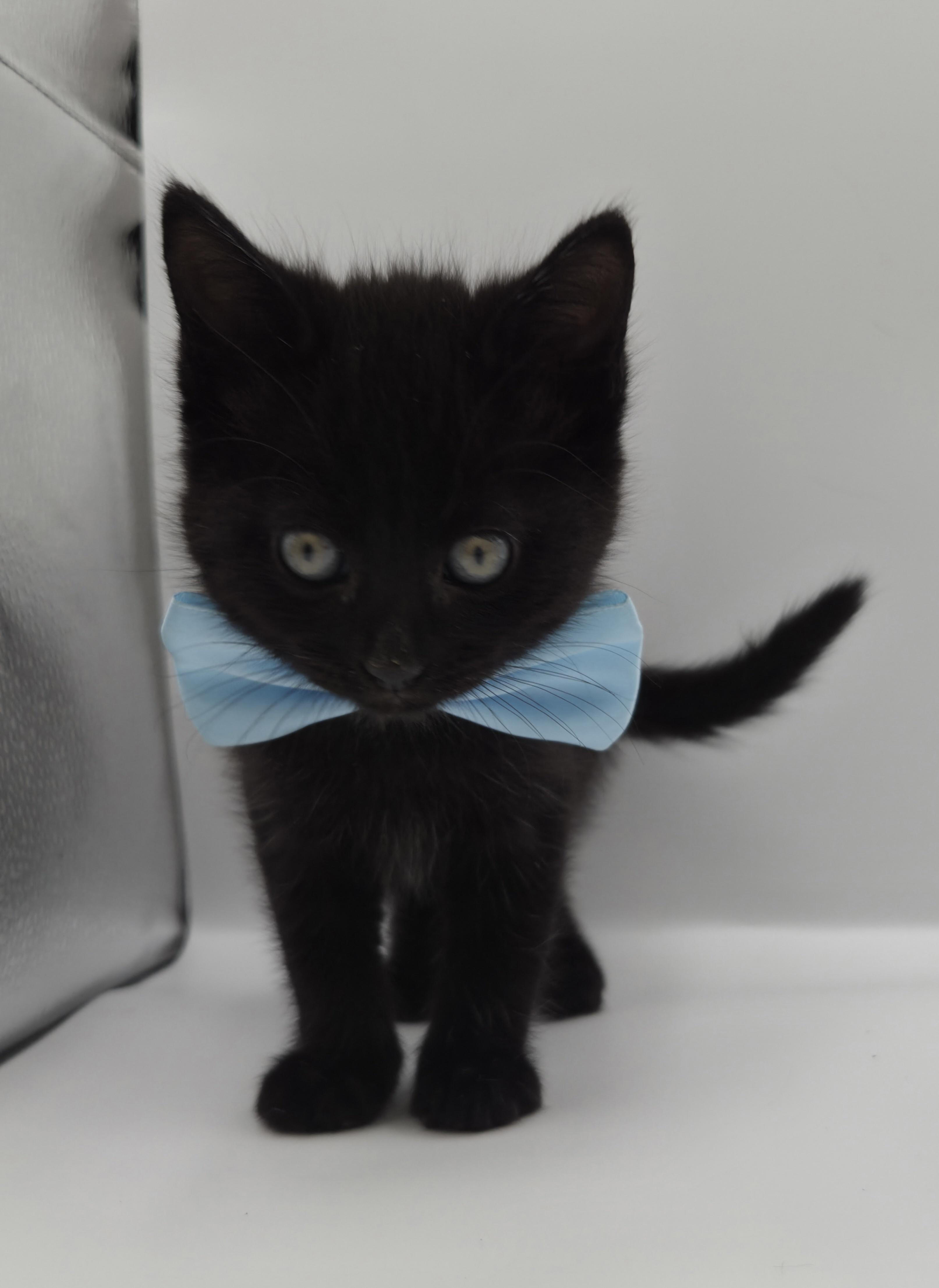 Enlarge Dodger, a Adoptable mixed breed in Farmington, CT image 6/6