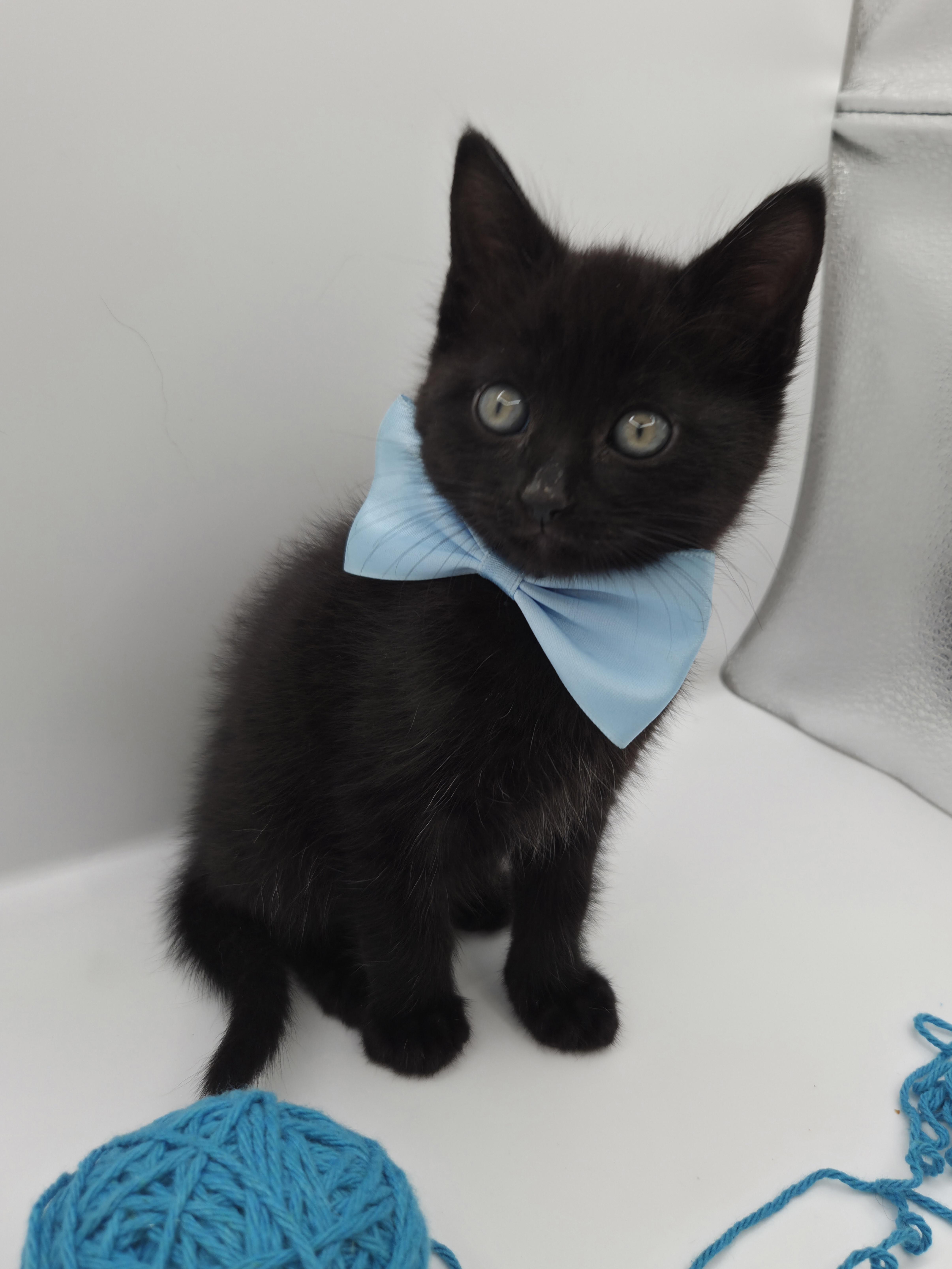 Enlarge Dodger, a Adoptable mixed breed in Farmington, CT image 3/6