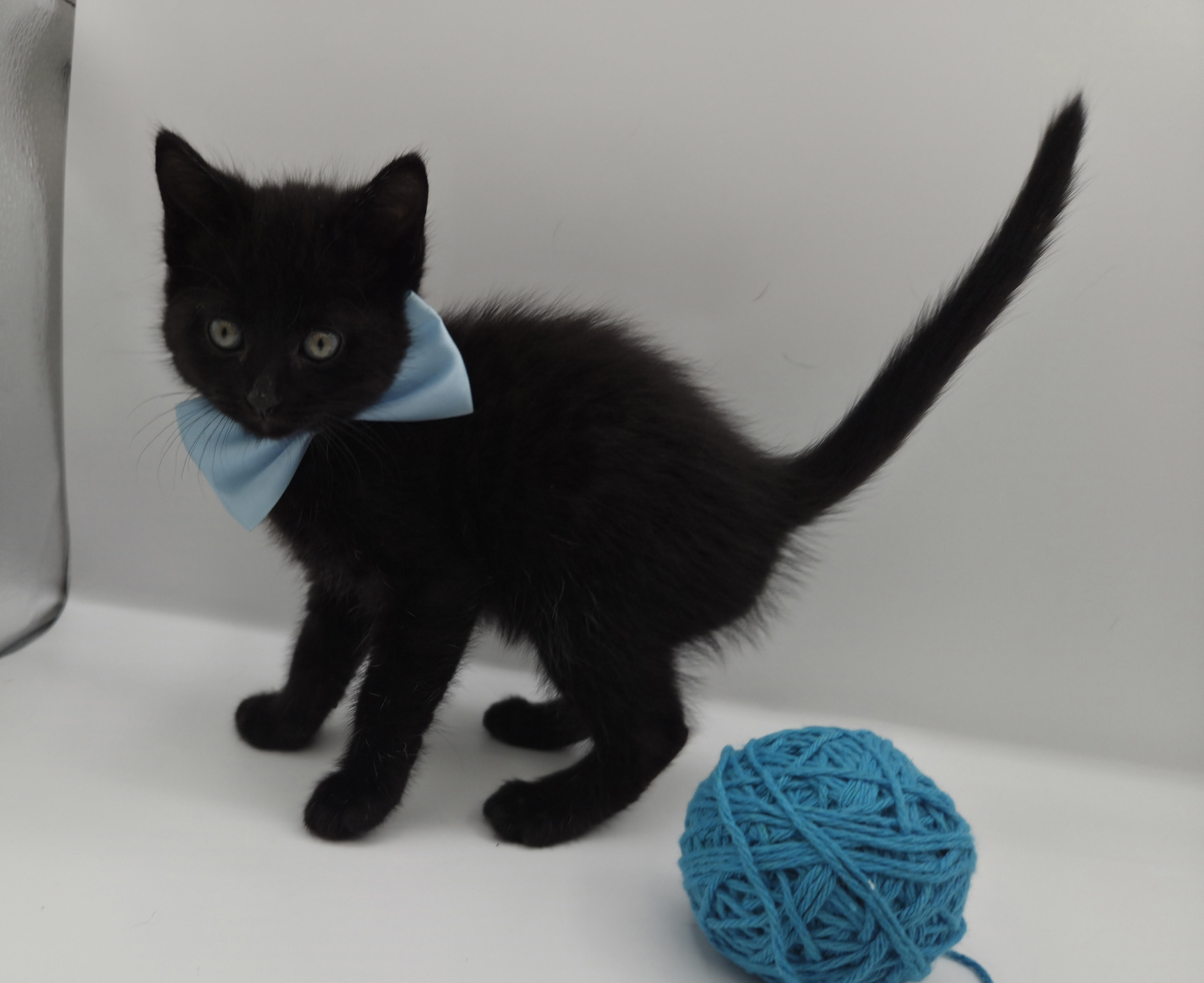 Enlarge Dodger, a Adoptable mixed breed in Farmington, CT image 5/6