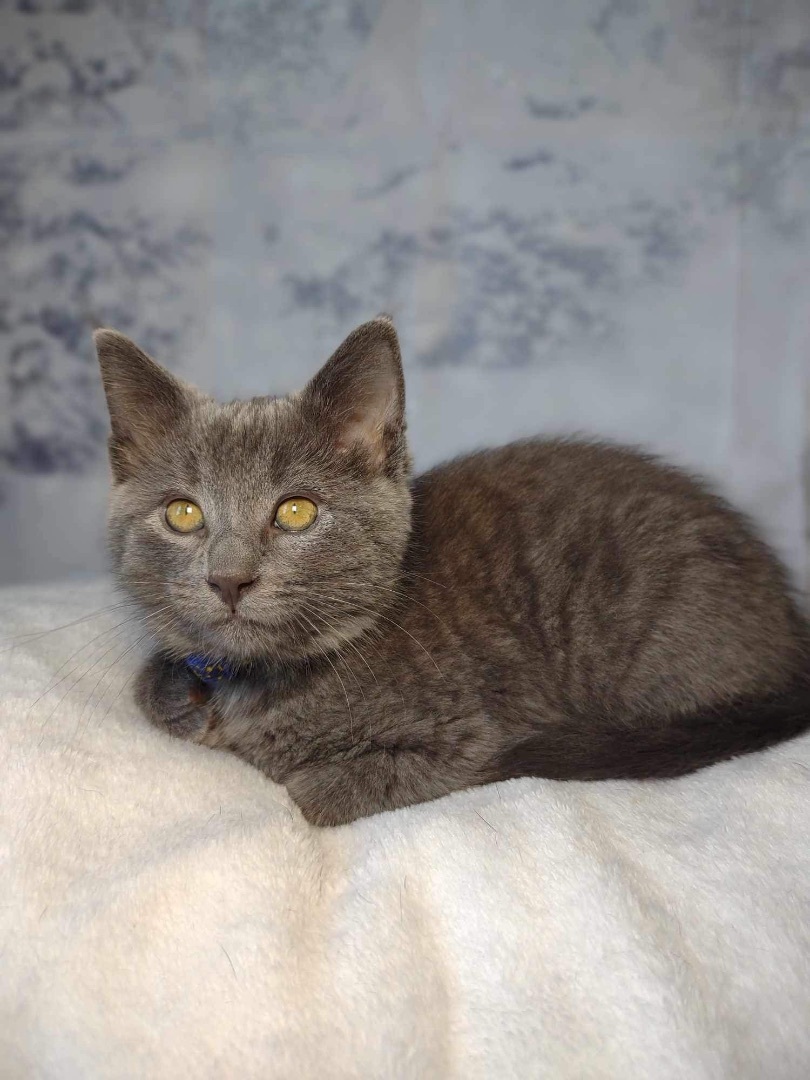 Enlarge Binx, a Adopted Chartreux in Washington, IN image 2/6
