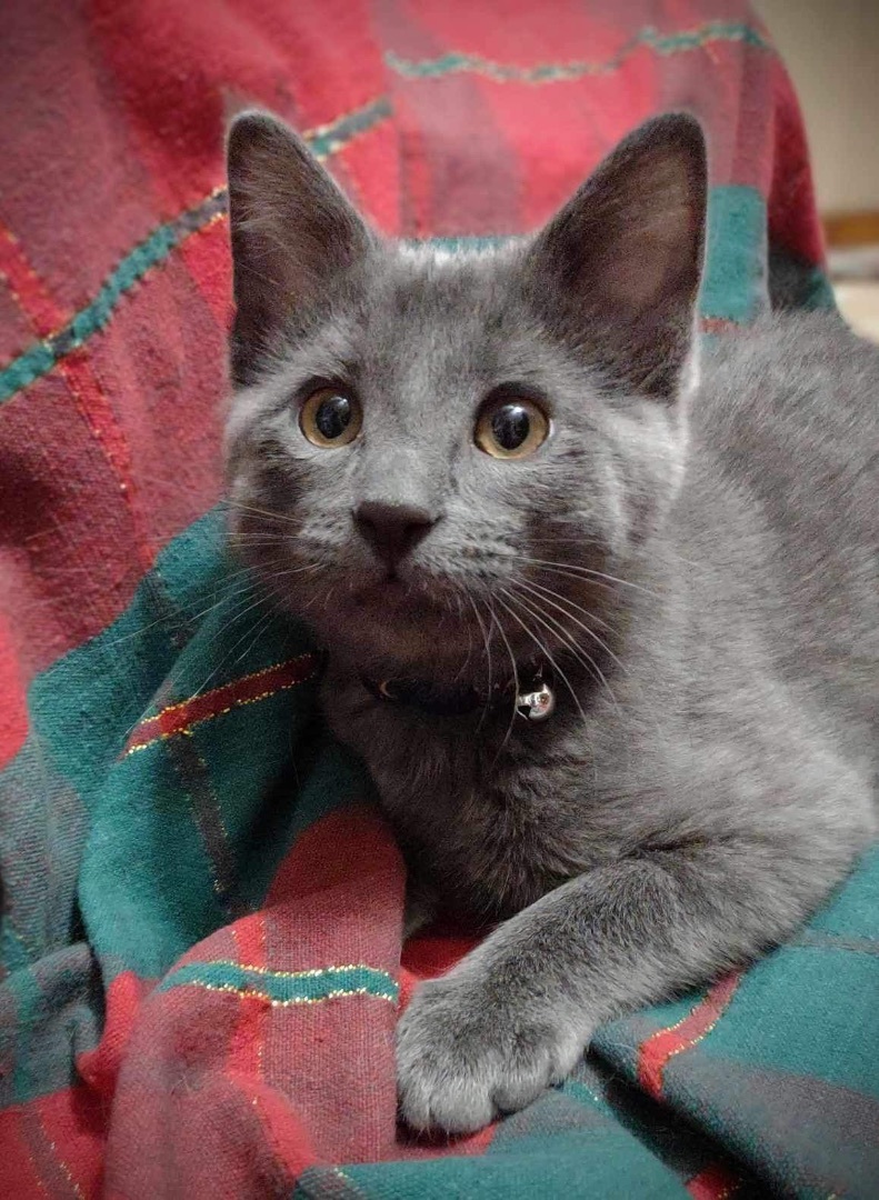 Enlarge Binx, a Adopted Chartreux in Washington, IN image 3/6