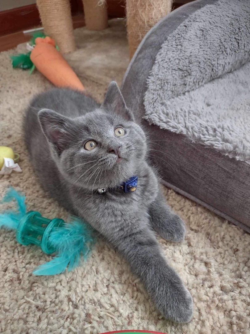 Enlarge Binx, a Adopted Chartreux in Washington, IN image 4/6