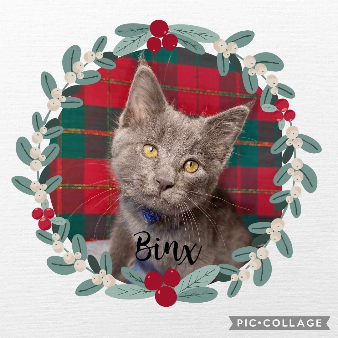 Enlarge Binx, a Adopted Chartreux in Washington, IN image 5/6