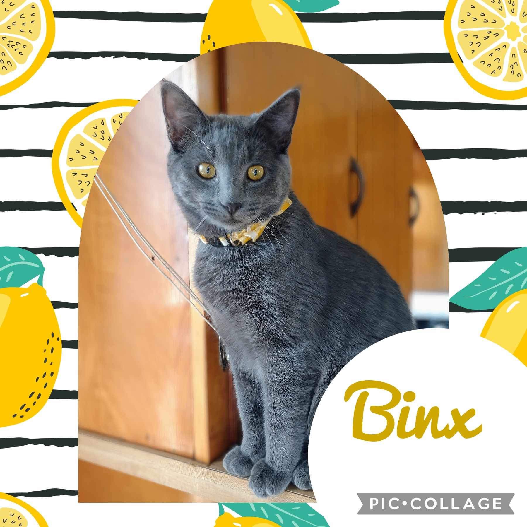 Enlarge Binx, a Adopted Chartreux in Washington, IN image 1/6