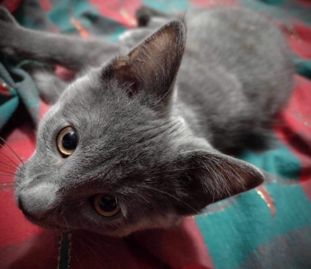 Enlarge Binx, a Adopted Chartreux in Washington, IN image 6/6