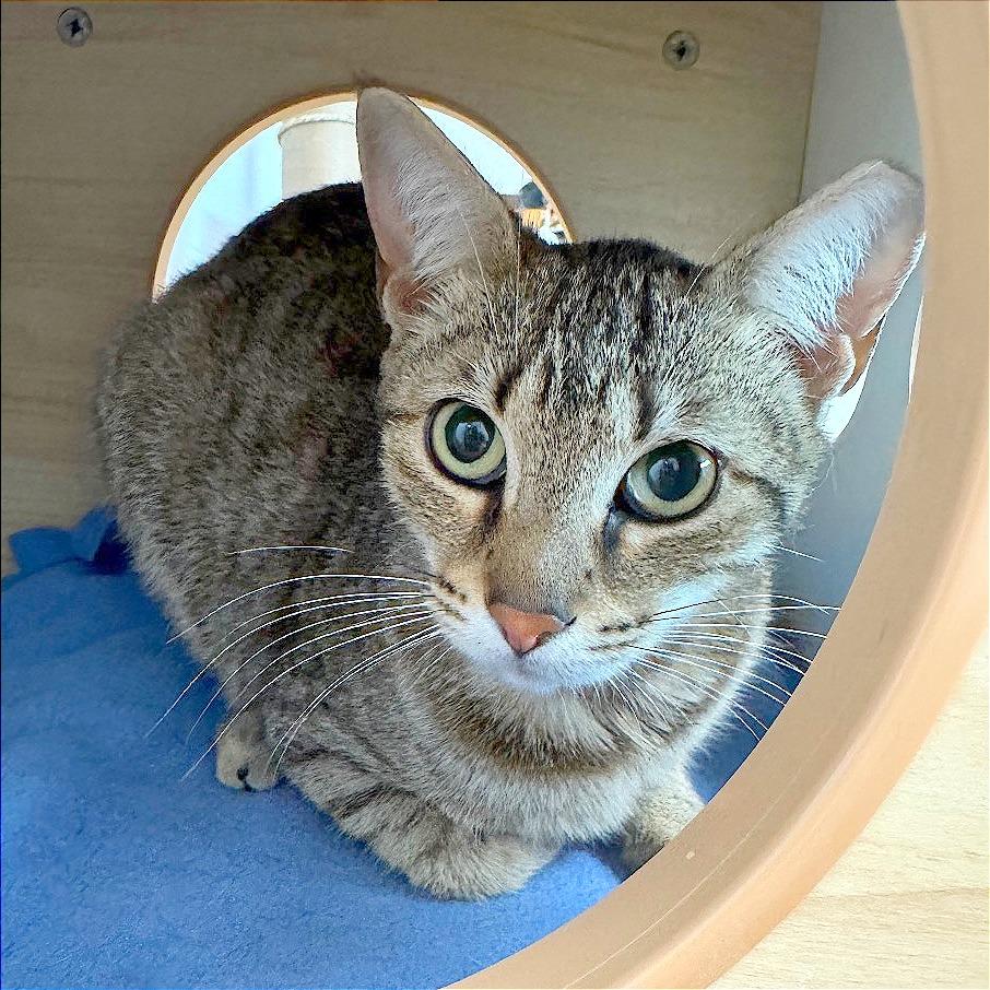 Whitney, Adoptable, Young Female Domestic Short Hair.