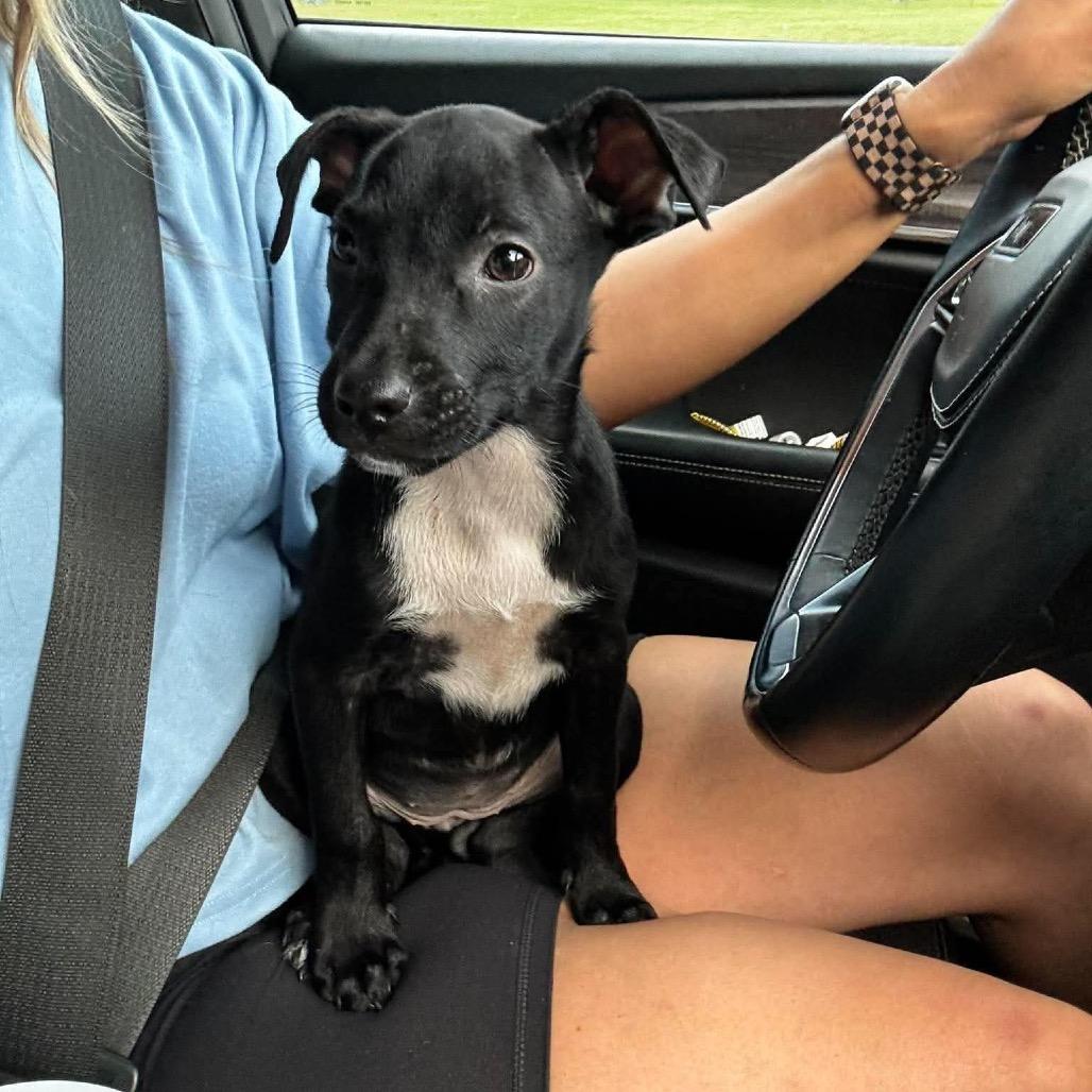 Beru, Adoptable, Puppy Female Mixed Breed.