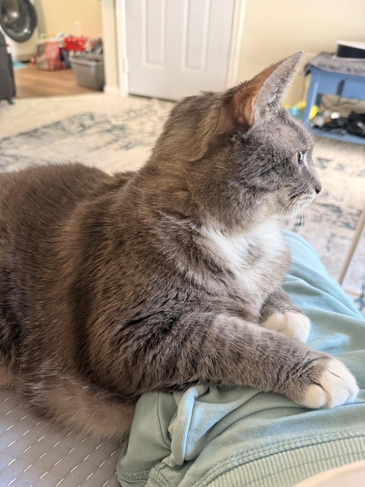 Jelly Roll, Adoptable, Adult Male Domestic Short Hair.