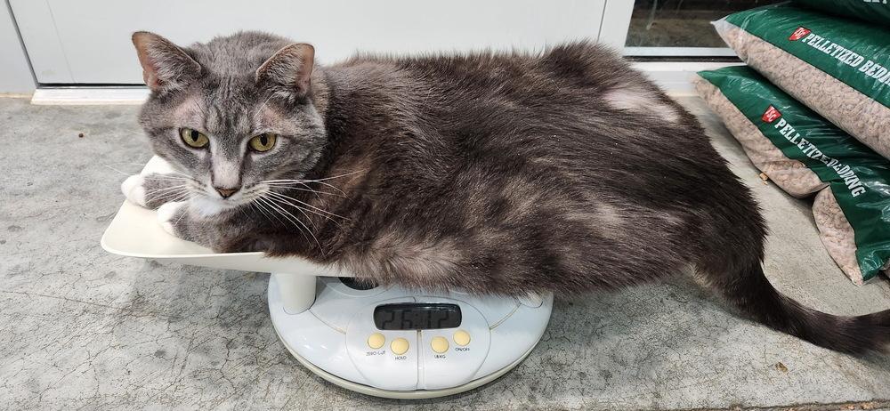 Jelly Roll, Adoptable, Adult Male Domestic Short Hair.