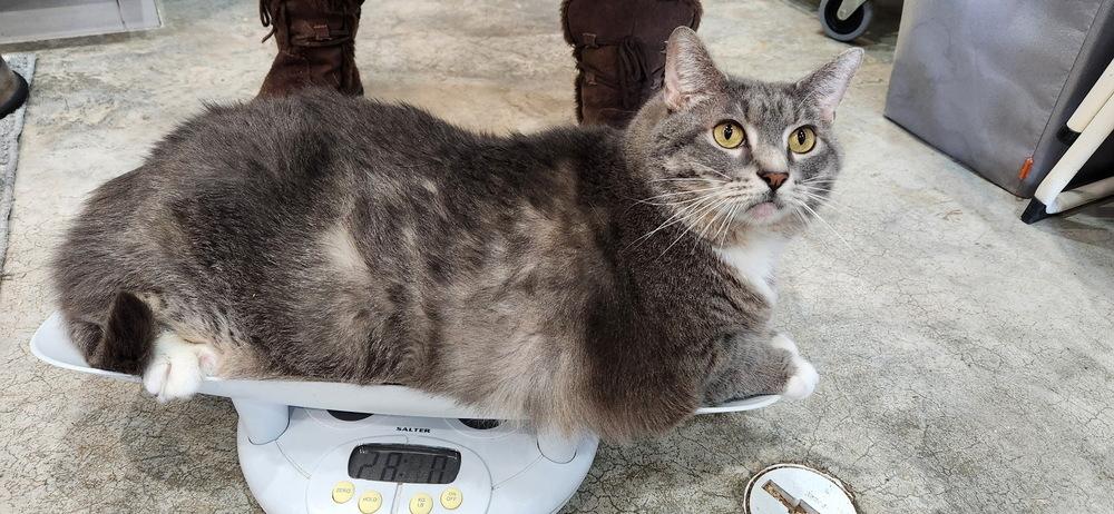 Jelly Roll, a Adoptable mixed breed in Vienna , VA image 3/3