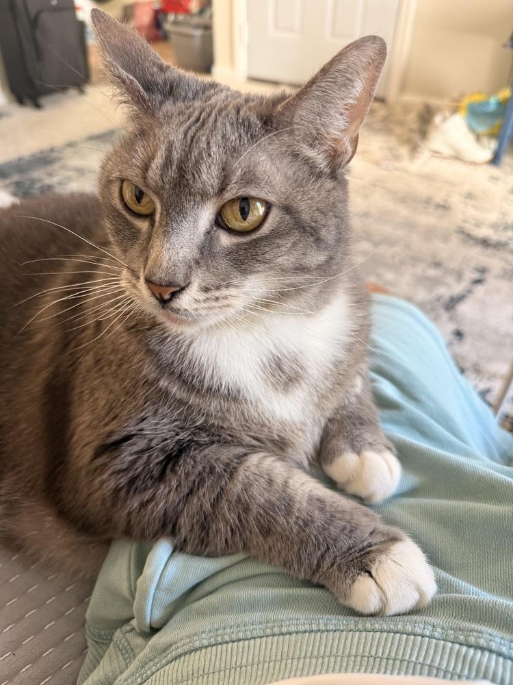 Jelly Roll, Adoptable, Adult Male Domestic Short Hair.